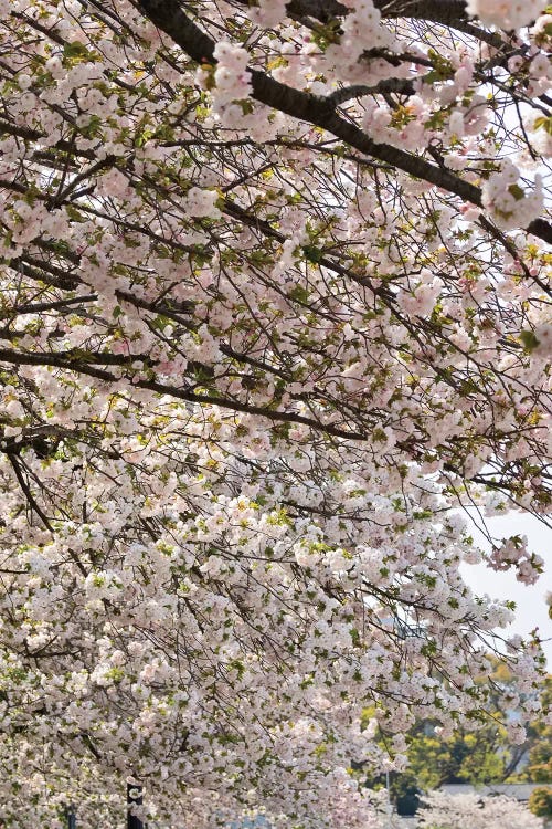 Close-Up Of Pink Cherry Blossom Flowers, Imperial Garden, Tokyo, Japan II by Panoramic Images wall art