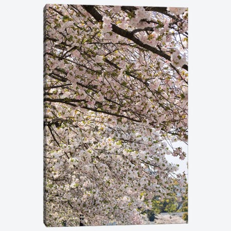 Close-Up Of Pink Cherry Blossom Flowers, Imperial Garden, Tokyo, Japan II Canvas Print #PIM14475} by Panoramic Images Art Print