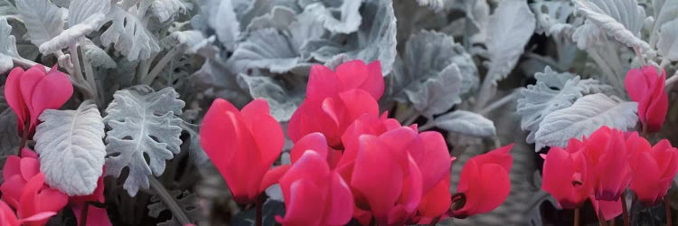 Close-Up Of Pink Cyclamen And Silver Dust Leaves