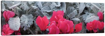 Close-Up Of Pink Cyclamen And Silver Dust Leaves Canvas Art Print - Black & Pink Art