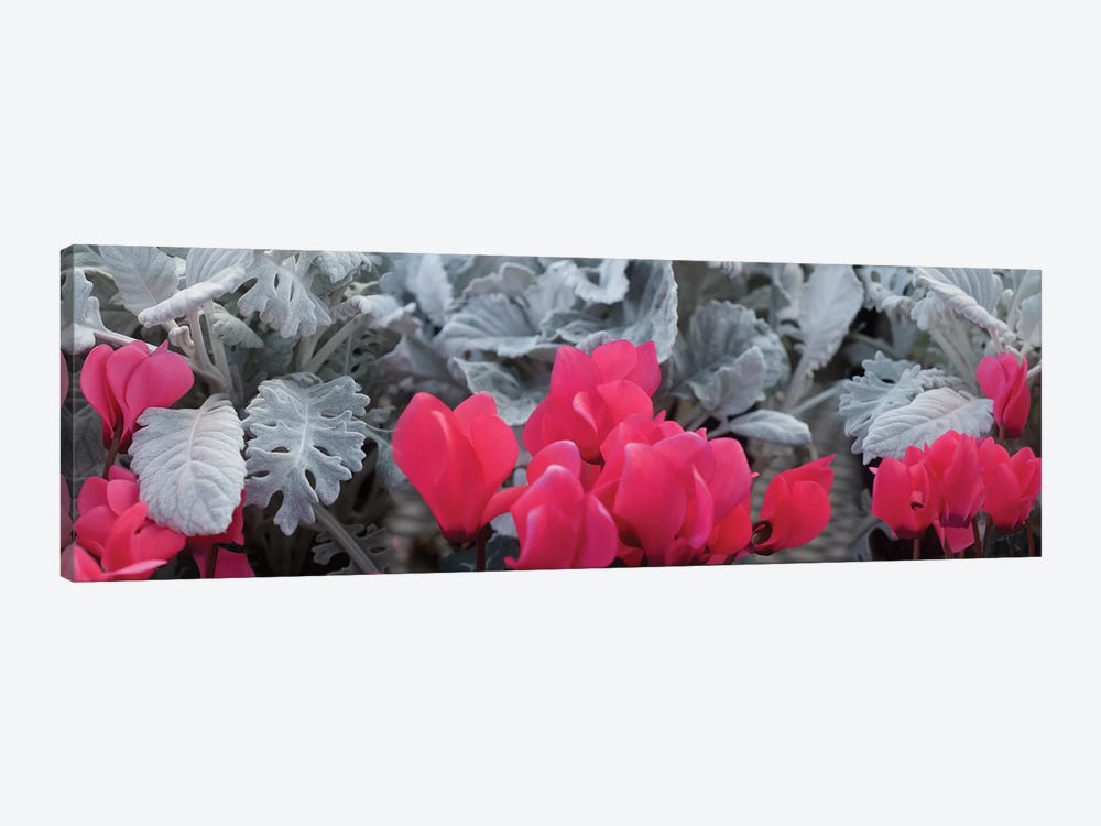 Close-Up Of Pink Cyclamen And Silver Dust Leaves by Panoramic Images 1-piece Canvas Art