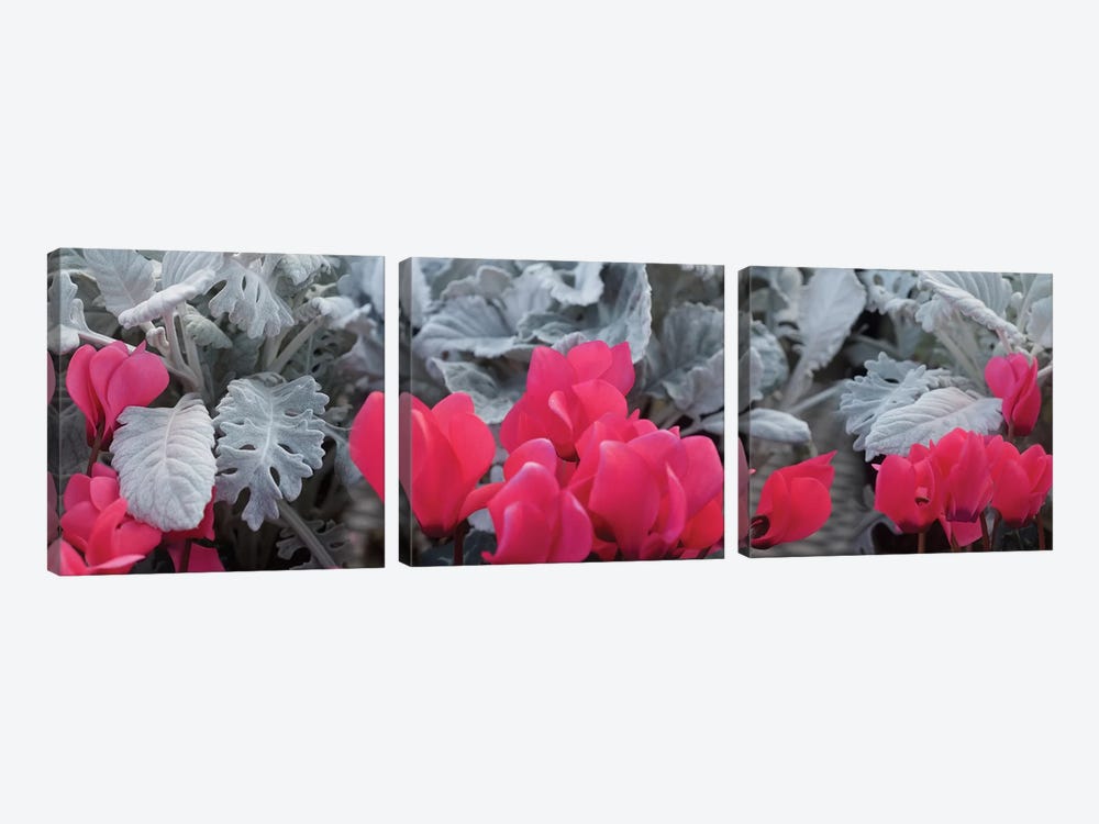 Close-Up Of Pink Cyclamen And Silver Dust Leaves by Panoramic Images 3-piece Canvas Art