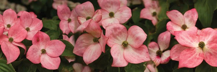 Close-Up Of Pink Flowers Blooming On Plant by Panoramic Images wall art