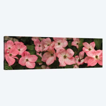 Close-Up Of Pink Flowers Blooming On Plant Canvas Print #PIM14477} by Panoramic Images Canvas Art Print