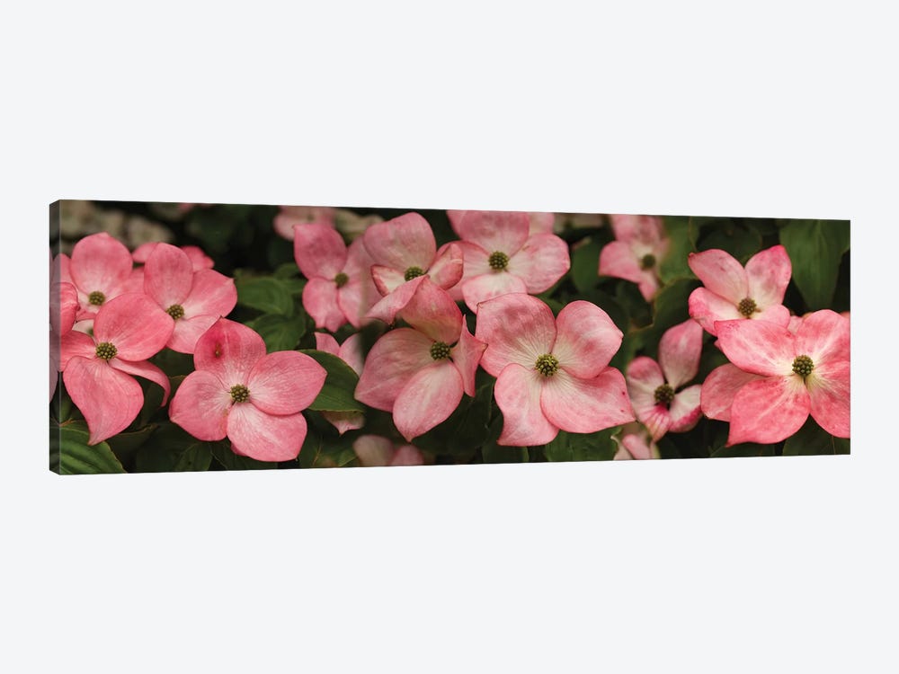 Close-Up Of Pink Flowers Blooming On Plant by Panoramic Images 1-piece Canvas Art Print