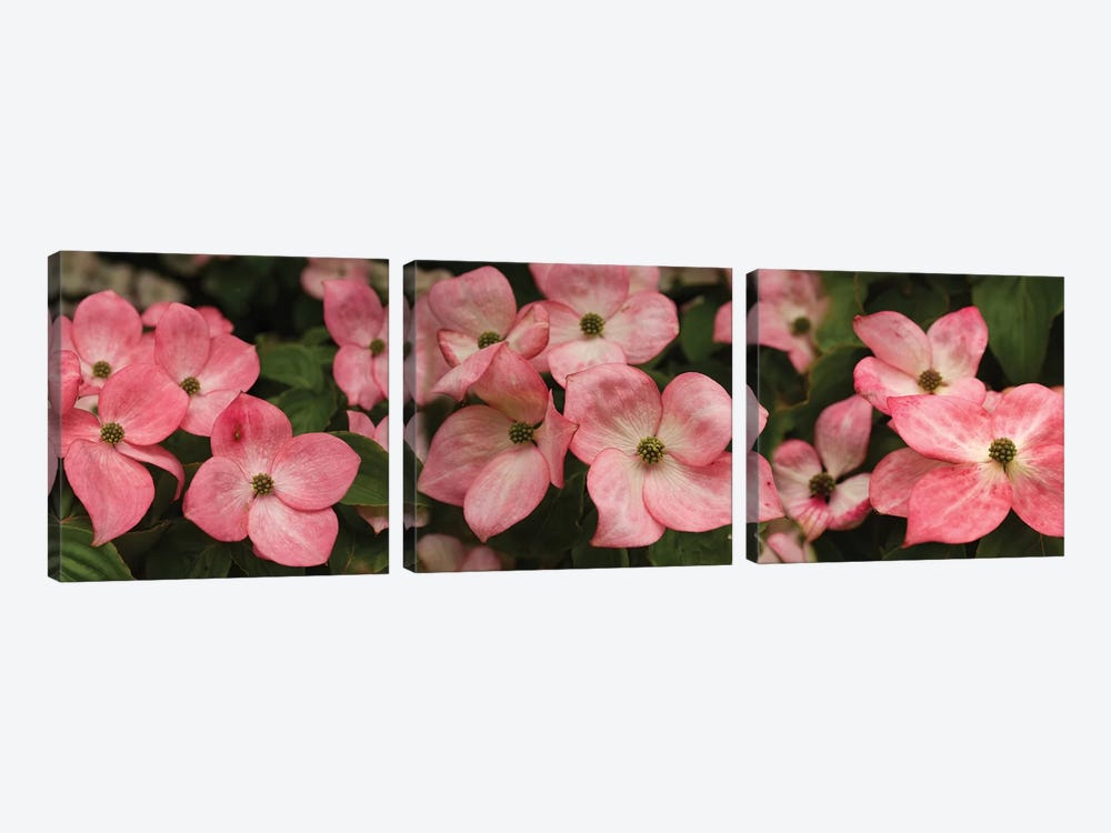 Close-Up Of Pink Flowers Blooming On Plant by Panoramic Images 3-piece Art Print