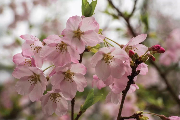 Close-Up Of Pink Flowers In Bloom, Hiraizumi, Iwate Prefecture, Japan