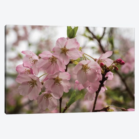 Close-Up Of Pink Flowers In Bloom, Hiraizumi, Iwate Prefecture, Japan Canvas Print #PIM14478} by Panoramic Images Canvas Wall Art