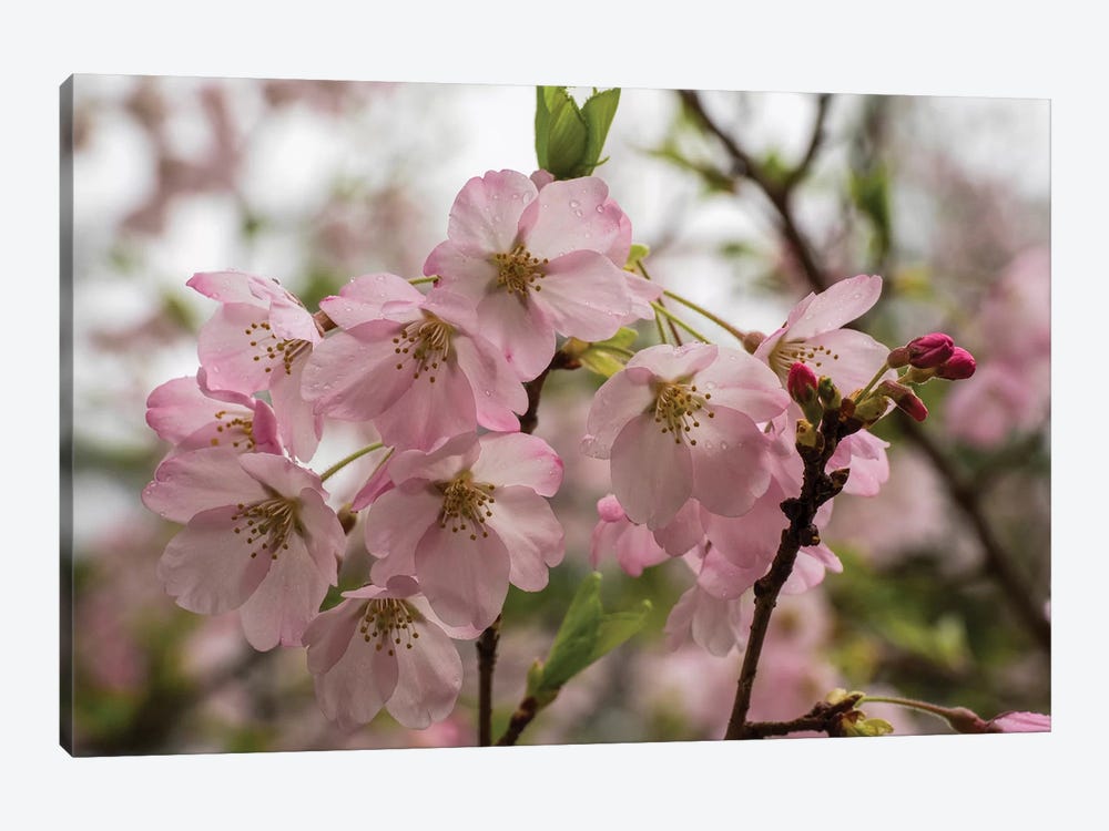 Close-Up Of Pink Flowers In Bloom, Hiraizumi, Iwate Prefecture, Japan by Panoramic Images 1-piece Canvas Art