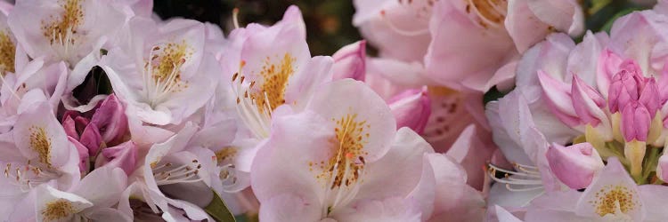 Close-Up Of Pink Rhododendron Flowers