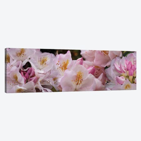 Close-Up Of Pink Rhododendron Flowers Canvas Print #PIM14479} by Panoramic Images Canvas Wall Art
