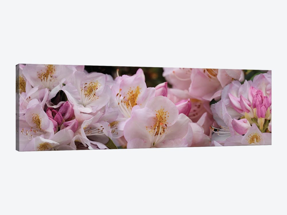 Close-Up Of Pink Rhododendron Flowers by Panoramic Images 1-piece Art Print