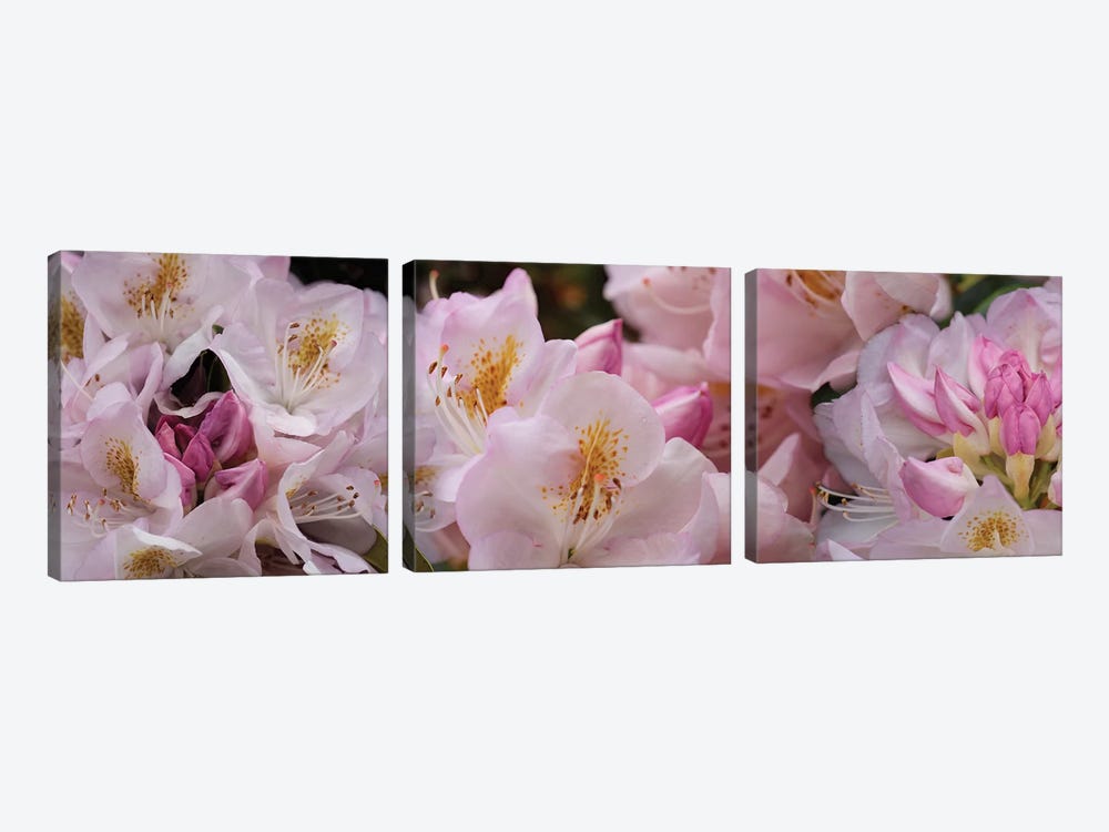 Close-Up Of Pink Rhododendron Flowers by Panoramic Images 3-piece Canvas Print