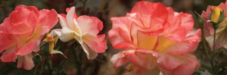 Close-Up Of Pink Rose Flowers