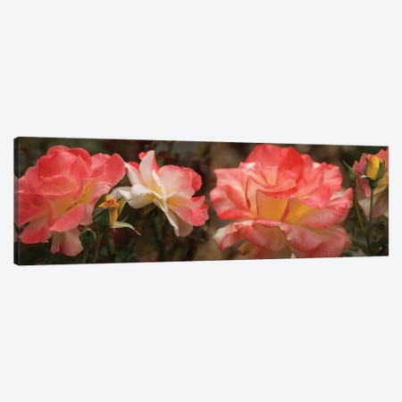 Close-Up Of Pink Rose Flowers Canvas Print #PIM14480} by Panoramic Images Art Print