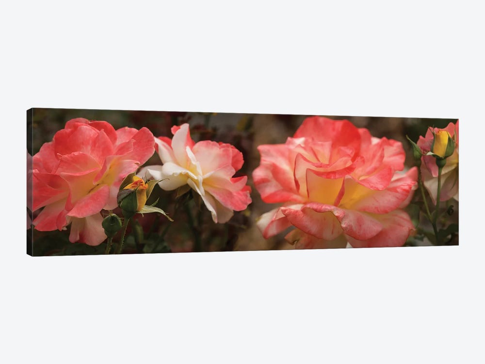 Close-Up Of Pink Rose Flowers by Panoramic Images 1-piece Canvas Art Print