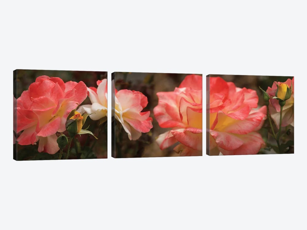 Close-Up Of Pink Rose Flowers by Panoramic Images 3-piece Canvas Art Print