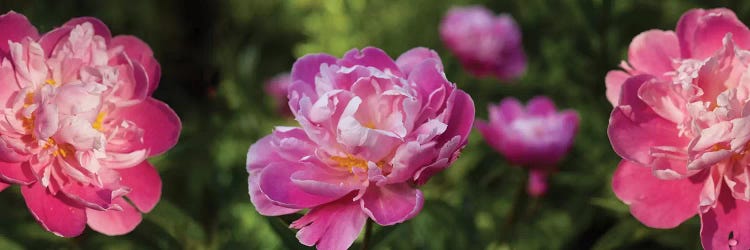 Close-Up Of Pink Roses by Panoramic Images wall art