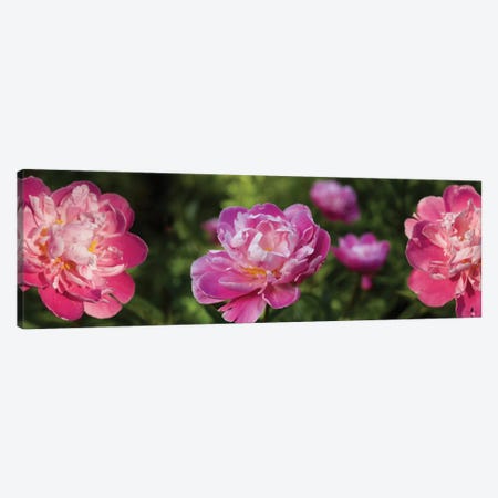 Close-Up Of Pink Roses Canvas Print #PIM14481} by Panoramic Images Canvas Print