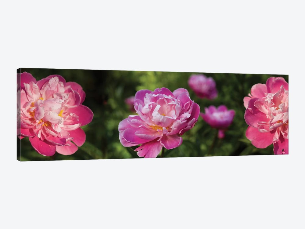 Close-Up Of Pink Roses by Panoramic Images 1-piece Canvas Wall Art