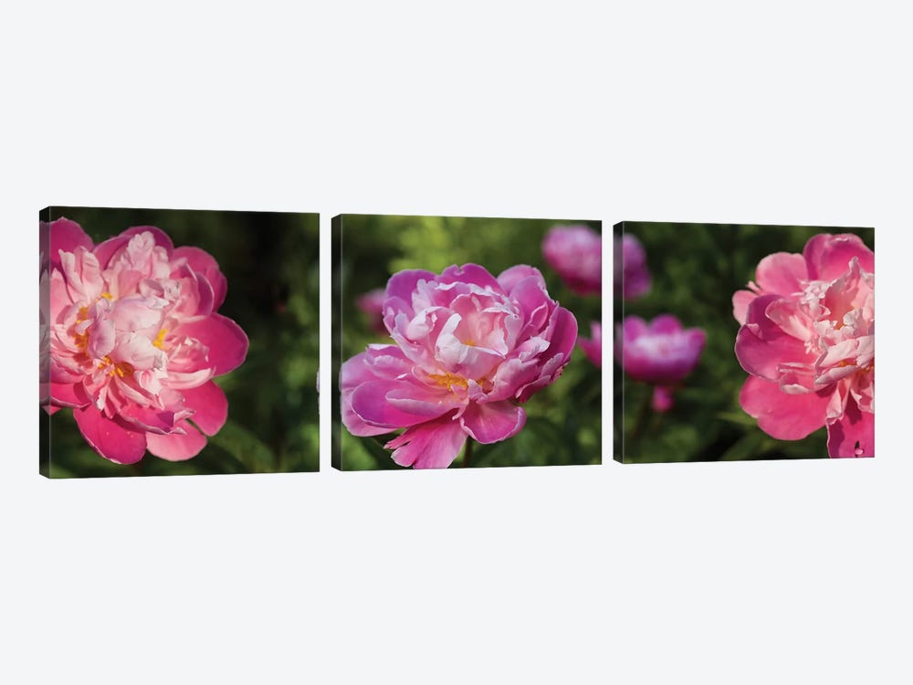 Close-Up Of Pink Roses by Panoramic Images 3-piece Canvas Artwork