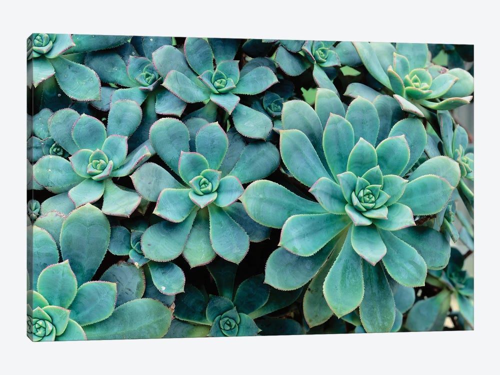 Close-Up Of Plants, Buffalo And Erie County Botanical Gardens, South Park, Buffalo, New York, USA by Panoramic Images 1-piece Art Print