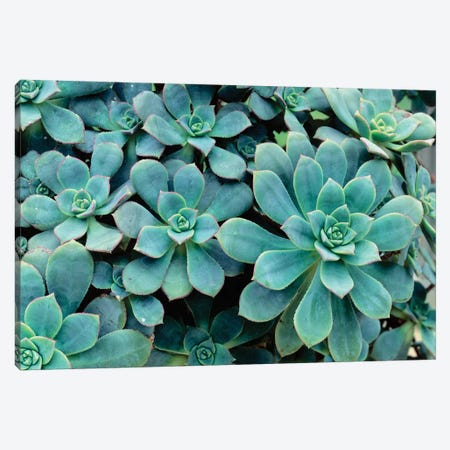 Close-Up Of Plants, Buffalo And Erie County Botanical Gardens, South Park, Buffalo, New York, USA Canvas Print #PIM14482} by Panoramic Images Canvas Art Print