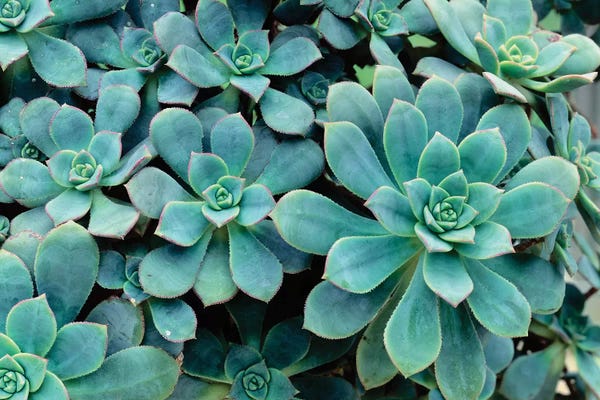 Succulents: Close-Up Of Plants, Buffalo And Erie County Botanical Gardens, South Park, Buffalo, New York, USA by Panoramic Images
