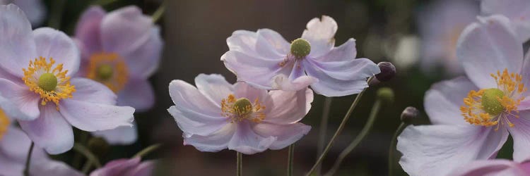 Close-Up Of Pleasing Pastels Flowers