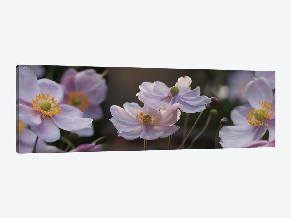 Close-Up Of Pleasing Pastels Flowers by Panoramic Images 1-piece Canvas Artwork