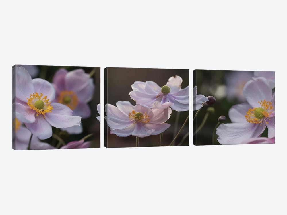 Close-Up Of Pleasing Pastels Flowers by Panoramic Images 3-piece Canvas Art