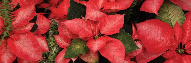 Close-Up Of Poinsettia Flowers I