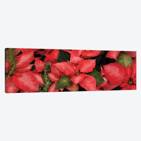Close-Up Of Poinsettia Flowers I Canvas Print #PIM14484} by Panoramic Images Canvas Art