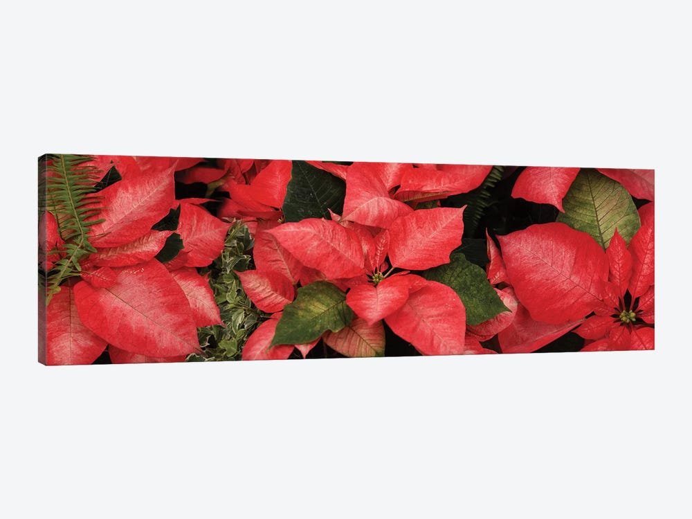 Close-Up Of Poinsettia Flowers I by Panoramic Images 1-piece Canvas Print