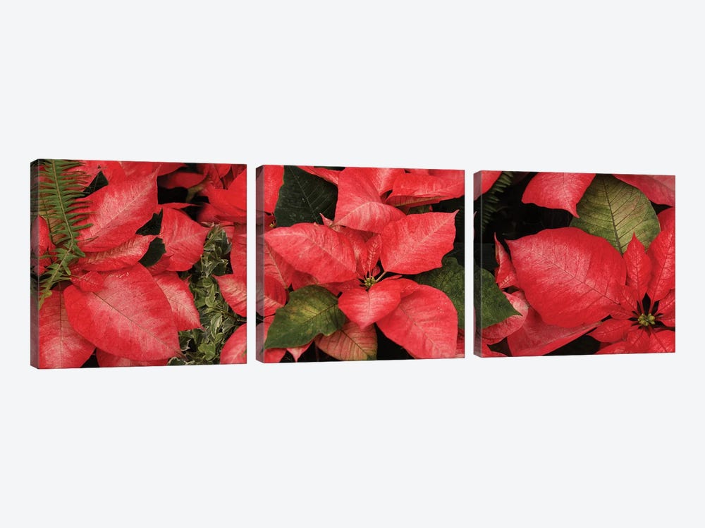 Close-Up Of Poinsettia Flowers I by Panoramic Images 3-piece Art Print
