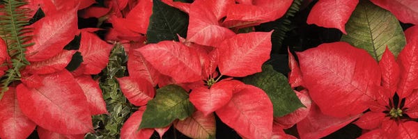 Poinsettias: Close-Up Of Poinsettia Flowers I by Panoramic Images