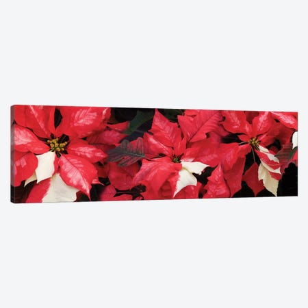 Close-Up Of Poinsettia Flowers II Canvas Print #PIM14485} by Panoramic Images Canvas Artwork