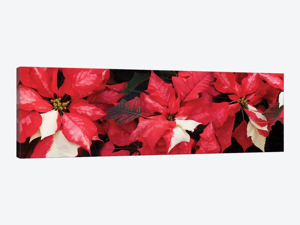 Close-Up Of Poinsettia Flowers II by Panoramic Images 1-piece Canvas Artwork