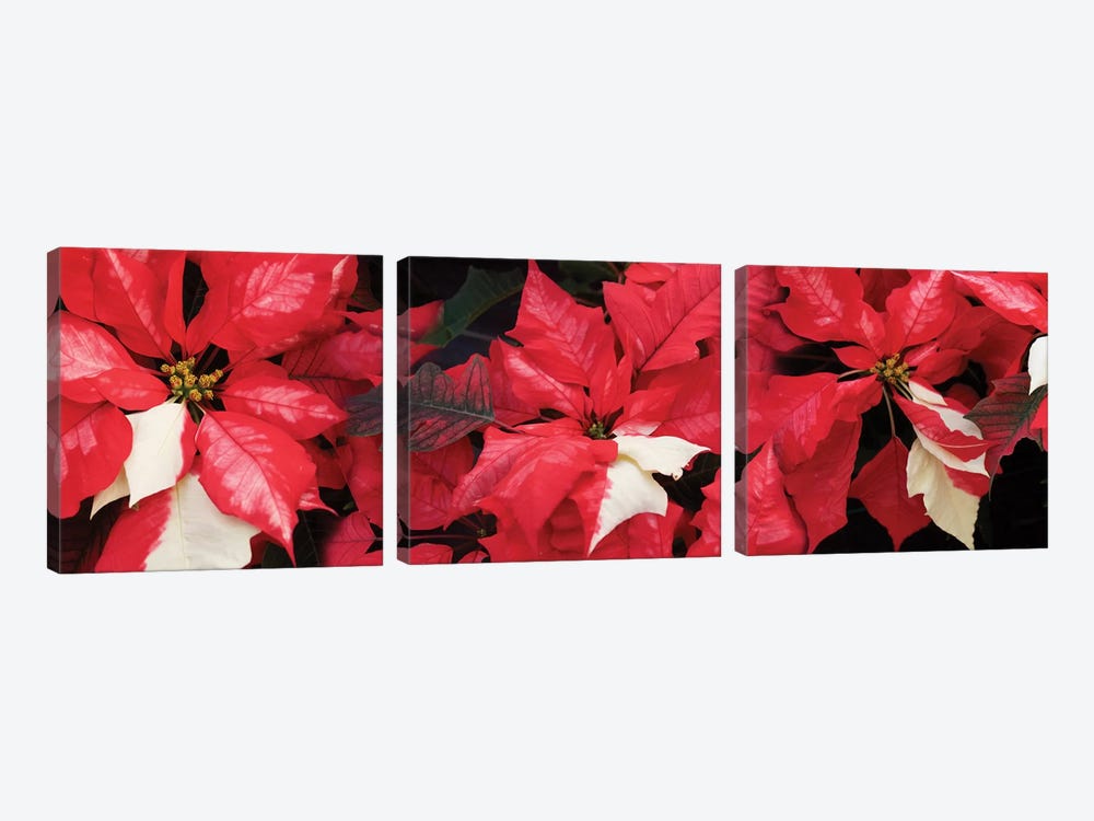 Close-Up Of Poinsettia Flowers II by Panoramic Images 3-piece Canvas Wall Art