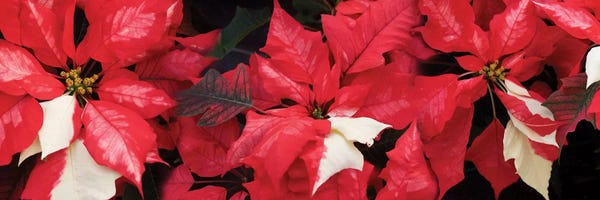 Poinsettias: Close-Up Of Poinsettia Flowers II by Panoramic Images