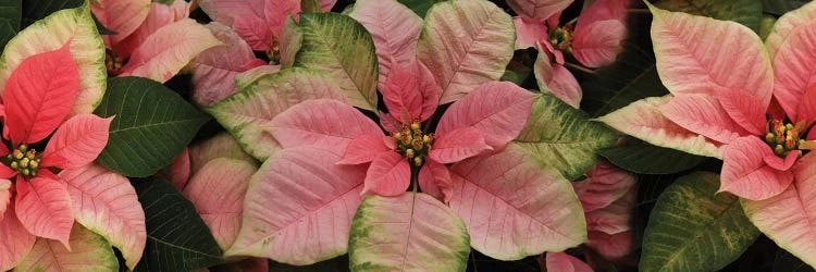 Close-Up Of Poinsettia Flowers III