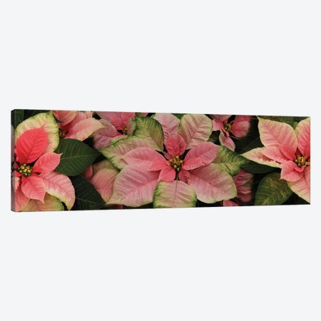 Close-Up Of Poinsettia Flowers III Canvas Print #PIM14486} by Panoramic Images Canvas Artwork
