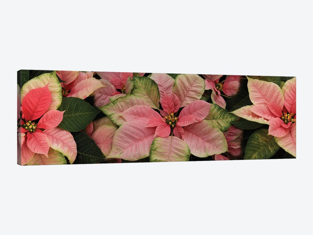 Close-Up Of Poinsettia Flowers III by Panoramic Images 1-piece Art Print