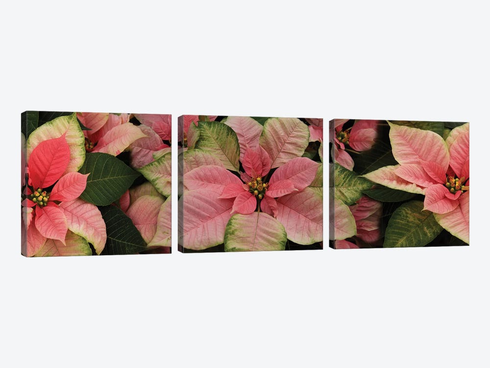 Close-Up Of Poinsettia Flowers III by Panoramic Images 3-piece Art Print
