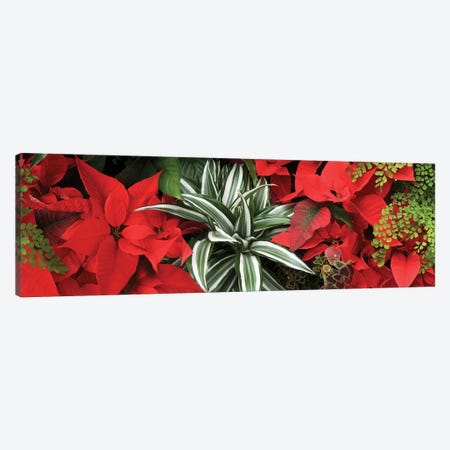 Close-Up Of Poinsettia Flowers IV Canvas Print #PIM14487} by Panoramic Images Canvas Wall Art