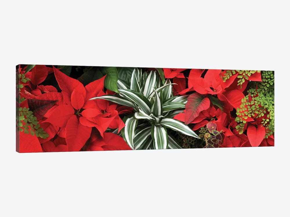 Close-Up Of Poinsettia Flowers IV by Panoramic Images 1-piece Canvas Artwork