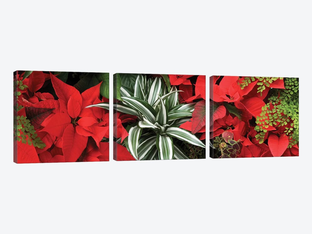Close-Up Of Poinsettia Flowers IV by Panoramic Images 3-piece Canvas Artwork