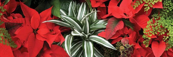 Poinsettias: Close-Up Of Poinsettia Flowers IV by Panoramic Images