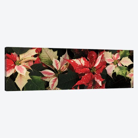 Close-Up Of Poinsettia Flowers V Canvas Print #PIM14488} by Panoramic Images Canvas Art Print