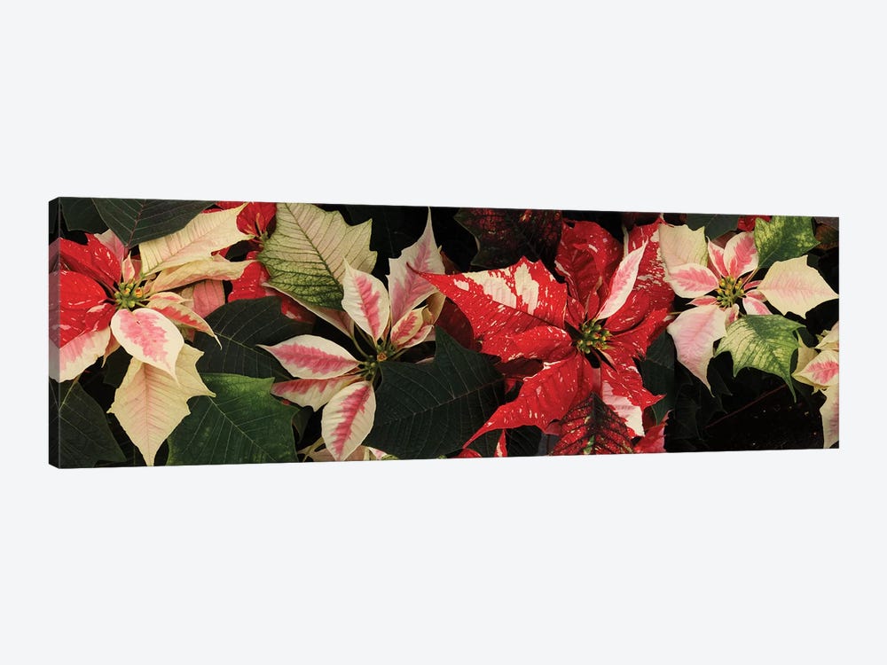 Close-Up Of Poinsettia Flowers V by Panoramic Images 1-piece Canvas Art Print